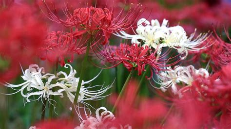 曼陀羅華 曼珠沙華|曼珠沙華(彼岸花（曼珠沙華）):植物介紹,花名起源,生長習性,形態。